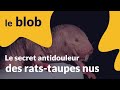 Actu de science  le secret antidouleur des ratstaupes nus