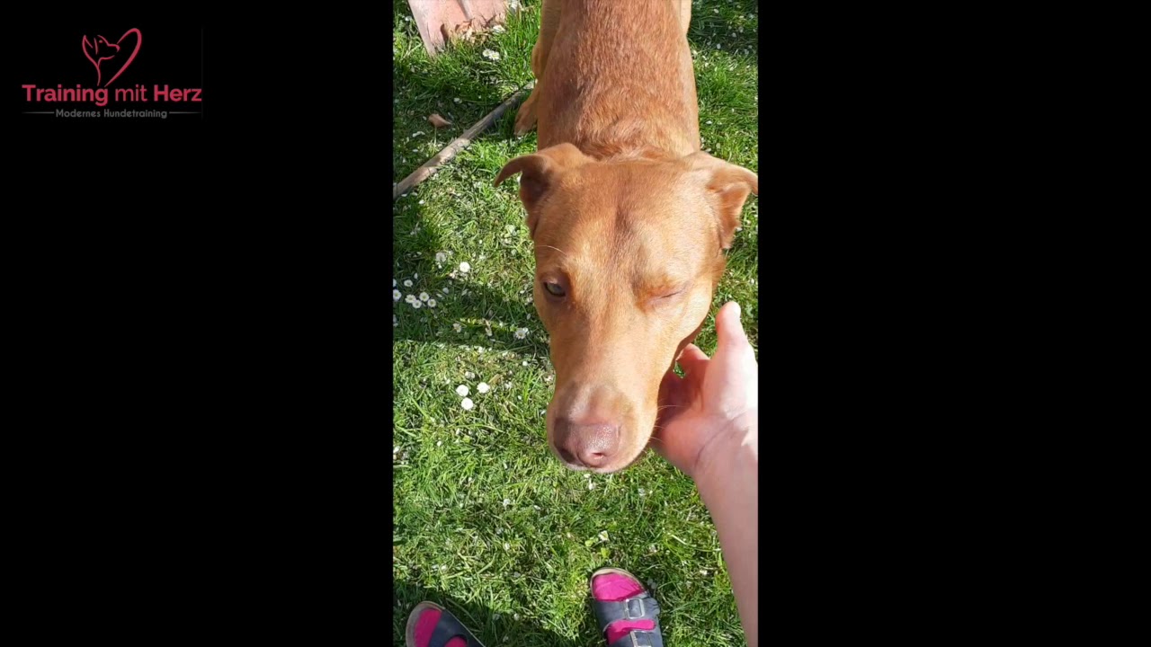 Hunde bellen am Zaun Hundetraining YouTube