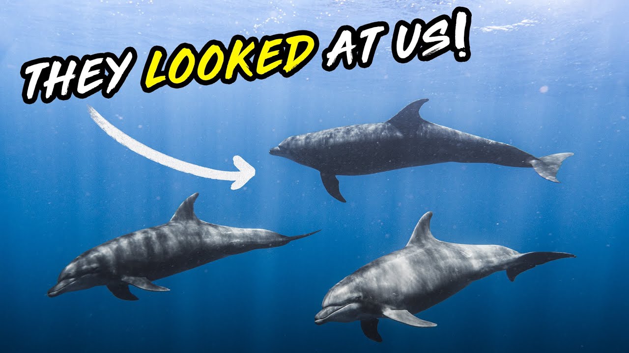 Day in the Life of a Wildlife Content Creator