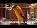 Masteran Dan Pancingan Burung Kepodang Kepodang Emas Gacor Gogor Mp3 - Mp4 Download