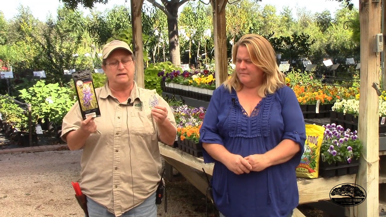 Ask the Experts What to plant right now? YouTube