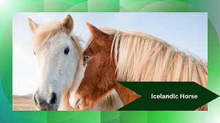 Discover the Icelandic Horse: A Unique Breed with Incredible History | Horse Breeds