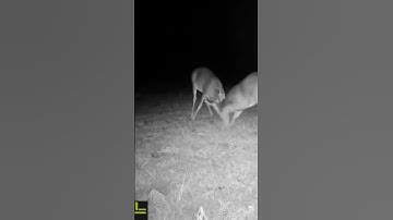 Bucks are still fighting near scrape sites/ #fight #2023 #new #hunting #tactacam #scrape #buck #deer