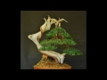 Bonsai p nht th gii 23 the best of bonsai trees 23 inspiration bonsai