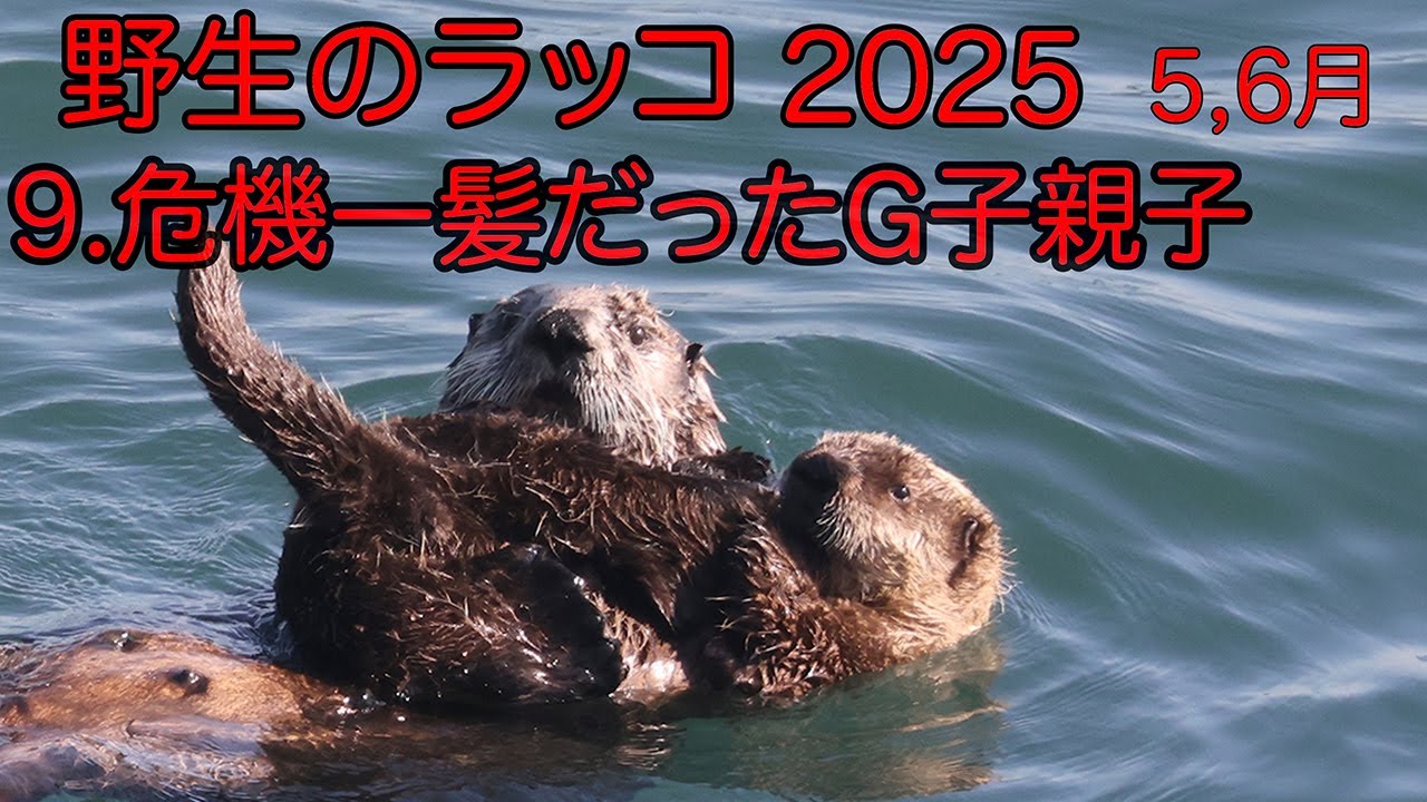 野生のラッコ 2025 9.危機一髪だったG子親子 - YouTube