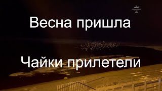 «Чайки над водой» Хабаровск 2021