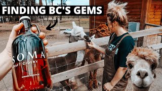 DRINKING CIDER WITH ALPACAS IN BC | Okanagan Valley | Kelowna