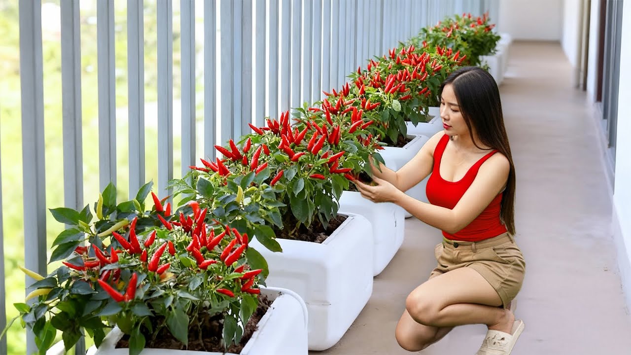 Old Plastic Boxes? Recycle Them to Grow Chili Peppers | New Seed Stories