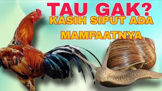 TERNYATA BANYAK MAMFAAT DAGING BEKICOT UNTUK AYAM