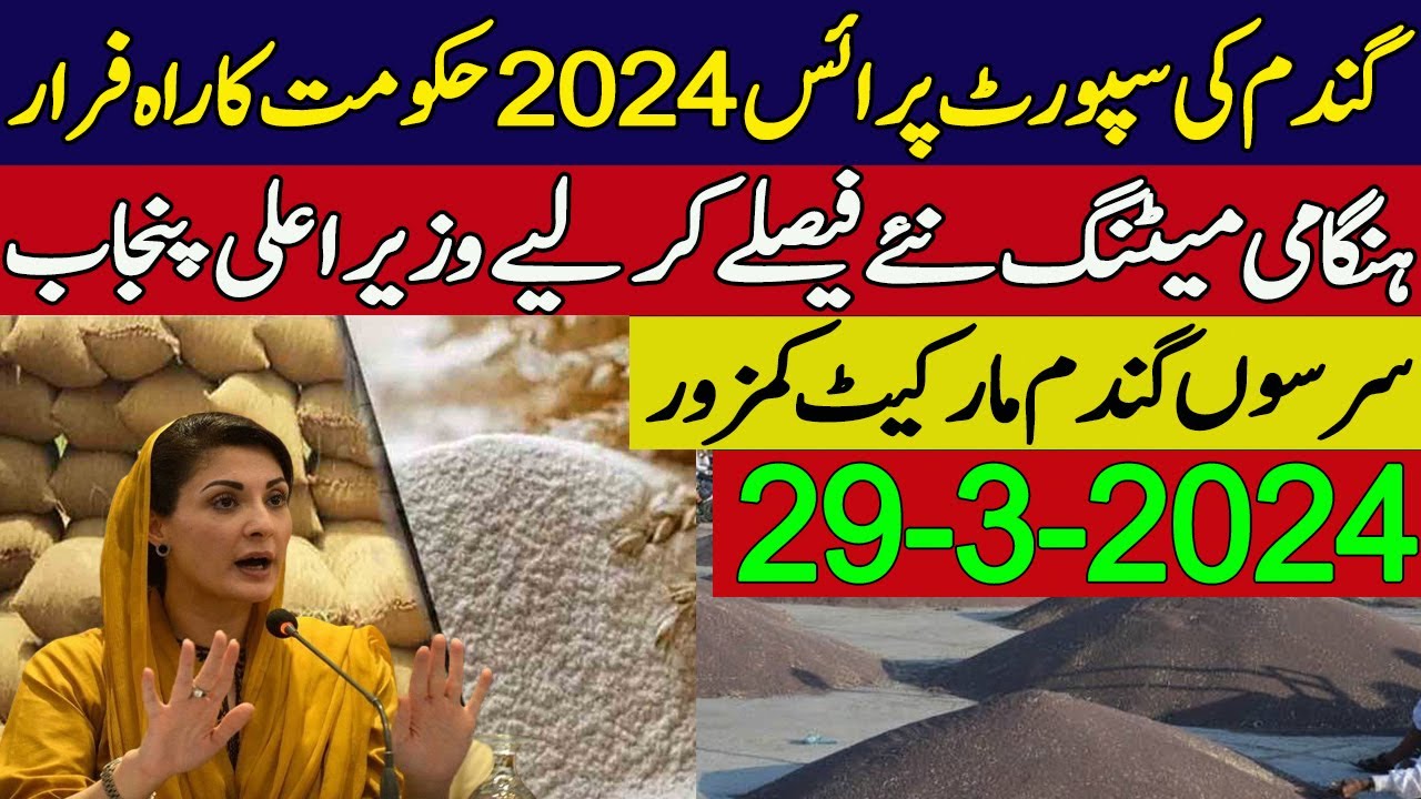 wheat support price in punjab pakistan 2024 |SarSon new rates - YouTube