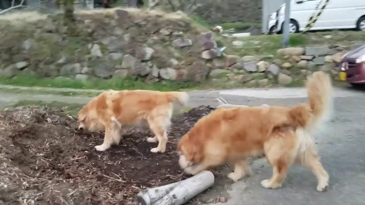 癒し動画 うさぎ A late walk. Golden retriever and watercress and eggs