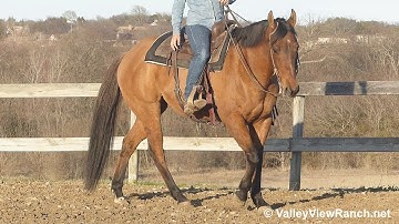Promise To Invite Me - one-hand jog, lope-offs, stops, turns! - ValleyViewRanch.net