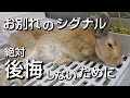 【絶対!後悔しないために】うさぎが亡くなる前に見せる最期の仕草