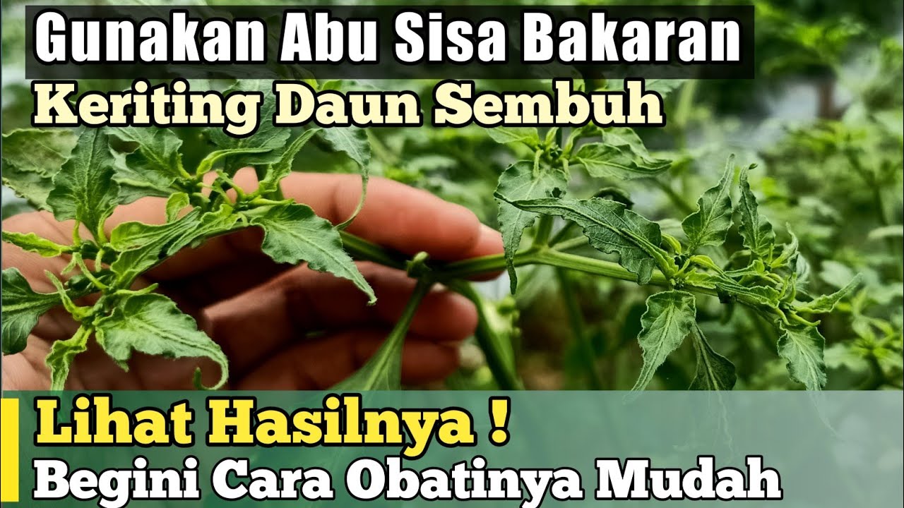 48 HST II Begini Cara Mengobati Keriting Daun Cabe, Mudah & Gratis