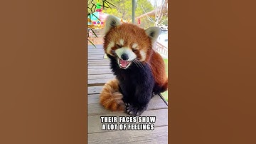 Discover the Adorable World of Red Pandas! 🐾#animals #cute #funny