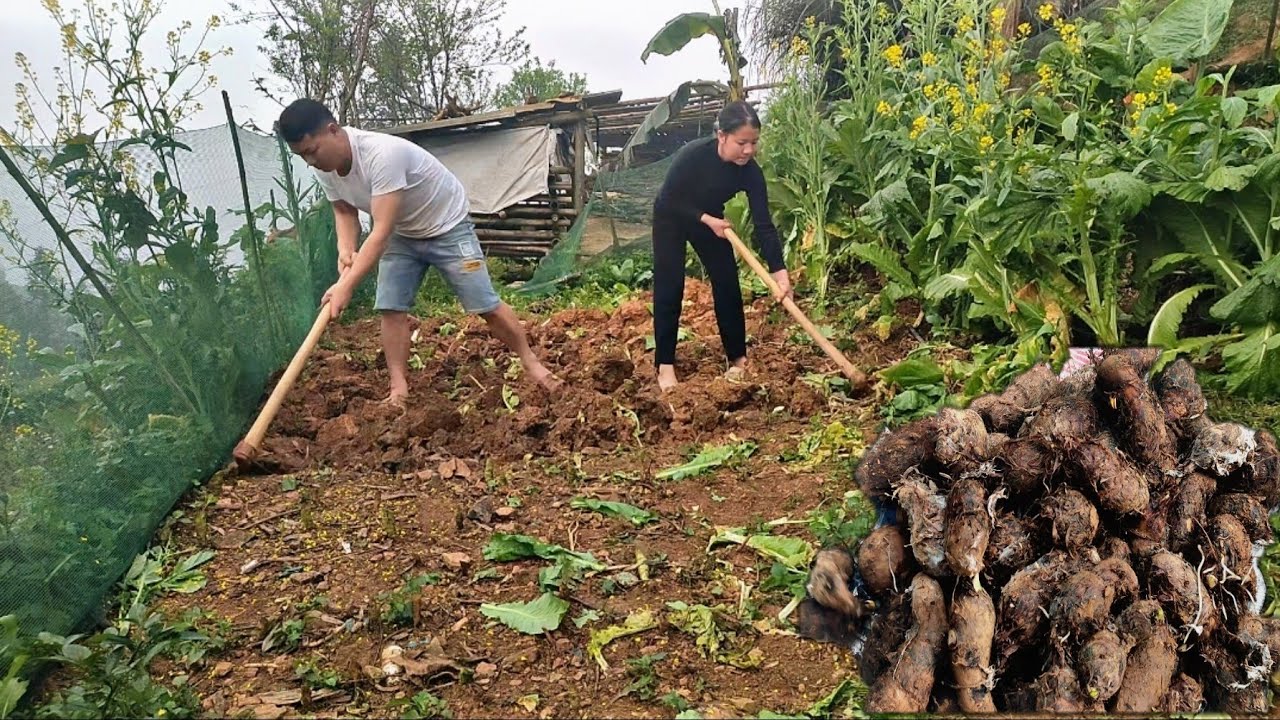 Cut down the vegetable garden, dig up the soil to plant more taro ...