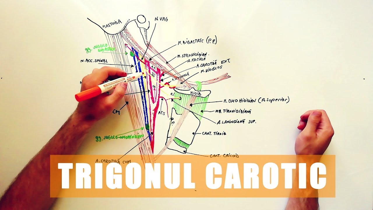 Trigonul Inghinal Trigonul CAROTIC - YouTube
