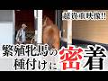 【競馬】超貴重映像!!繁殖牝馬の種付けに密着してみた【種付け】