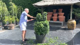 Trimming Buxus Topiary / Bird