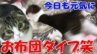 今日もお布団ダイブな猫【スコティッシュフォールド】【Scottish Fold】