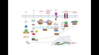 Nod-Like Receptor Signaling Pathway A Keystone in Innate Immunity
