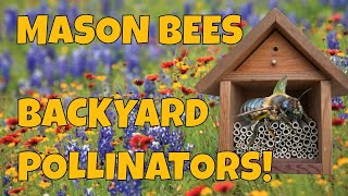 Mason Bees For BEGINNERS! - Learn how to start Mason Bees!🐝