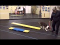 Cherokee 9 months - Puppy Agility Foundation Training Cherokee 9 months - Puppy Agility Foundation Training