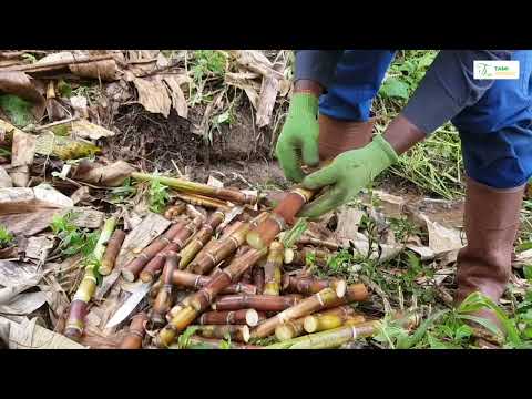 Vidéo: Quel est le produit final de la canne à sucre ?