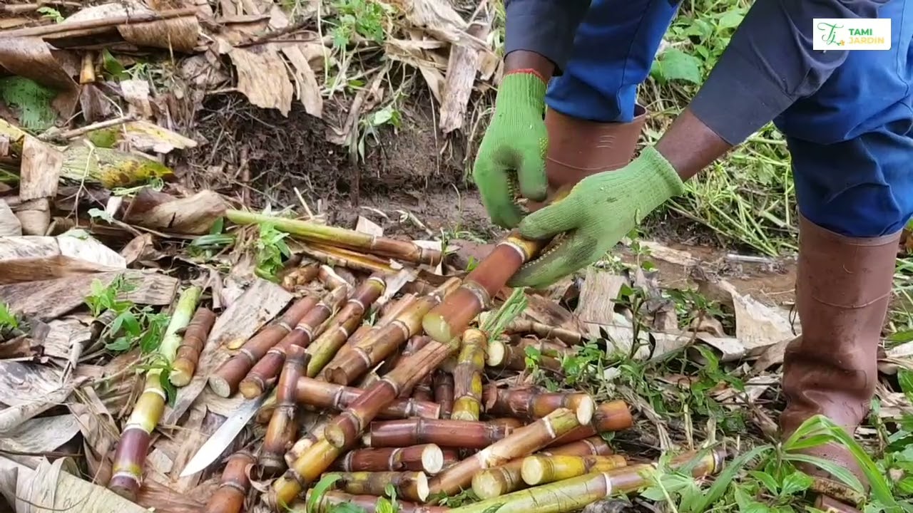 Le business juteux de la canne à sucre. Une mine d'or