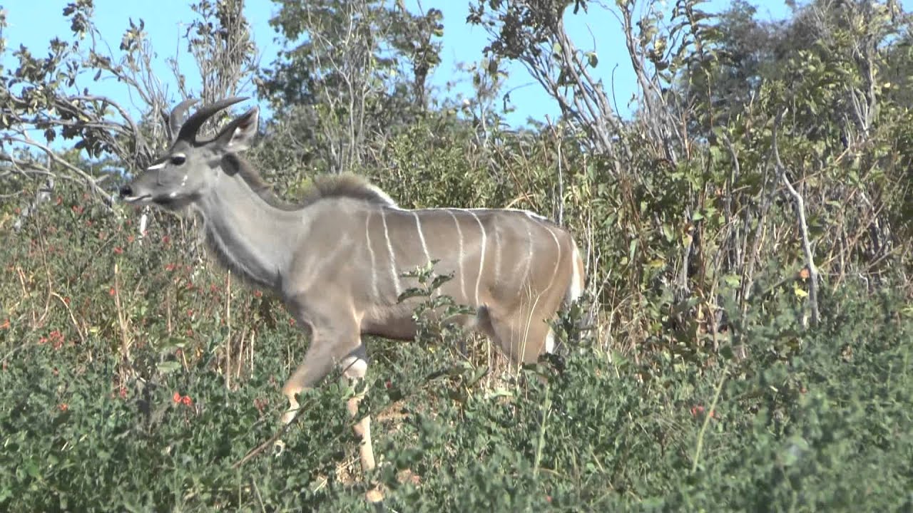 Ботсвана - YouTube