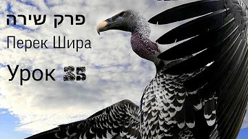 Урок 35. О чём говорят птенцы и стервятник. ПЕРЕК ШИРА. Песнь творения.