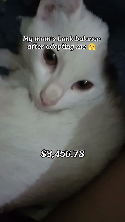 My bank balance was dollar $123,456,78 🏧 #catshorts #funnycat #catvideos #cutecat #viralshorts
