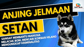 Menurut Hadits Anjing Itu Jelmaan Setan Padahal Banyak Membantu Manusia