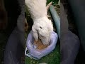 #BabyGoat#GoatFarming#VandaFeed#HealthyGoat#VillageLife#GoatCare#Livestock