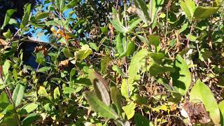 Amazing Leaf bug camouflage Bug blend in capability