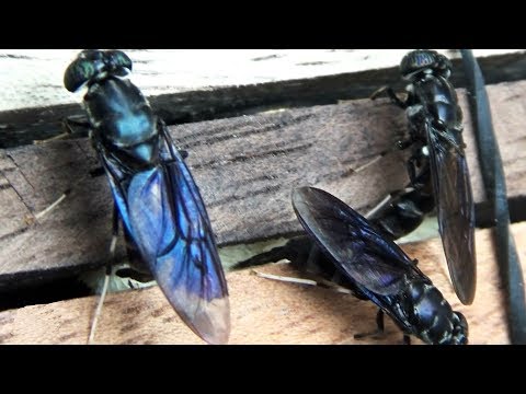 Video: Tìm ấu trùng Lacewing trong vườn - Trứng của Lacewing trông như thế nào