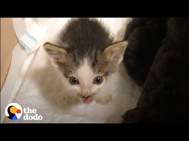 Couple Takes In 2 Orphaned Kittens Who Turn Their House Upside Down | The Dodo