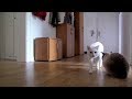 Siamese Cats Home Alone (+ Reaction when I leave & come back) || Siamkatzen allein Zuhause