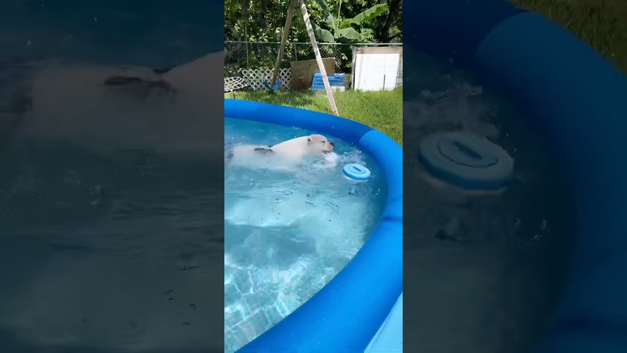 Daisy Loves The Pool Youtube 