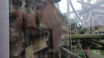 Orang Utan @Toledo Zoo