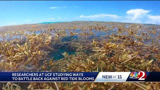 UCF researchers studying ways to combat red tide blooms