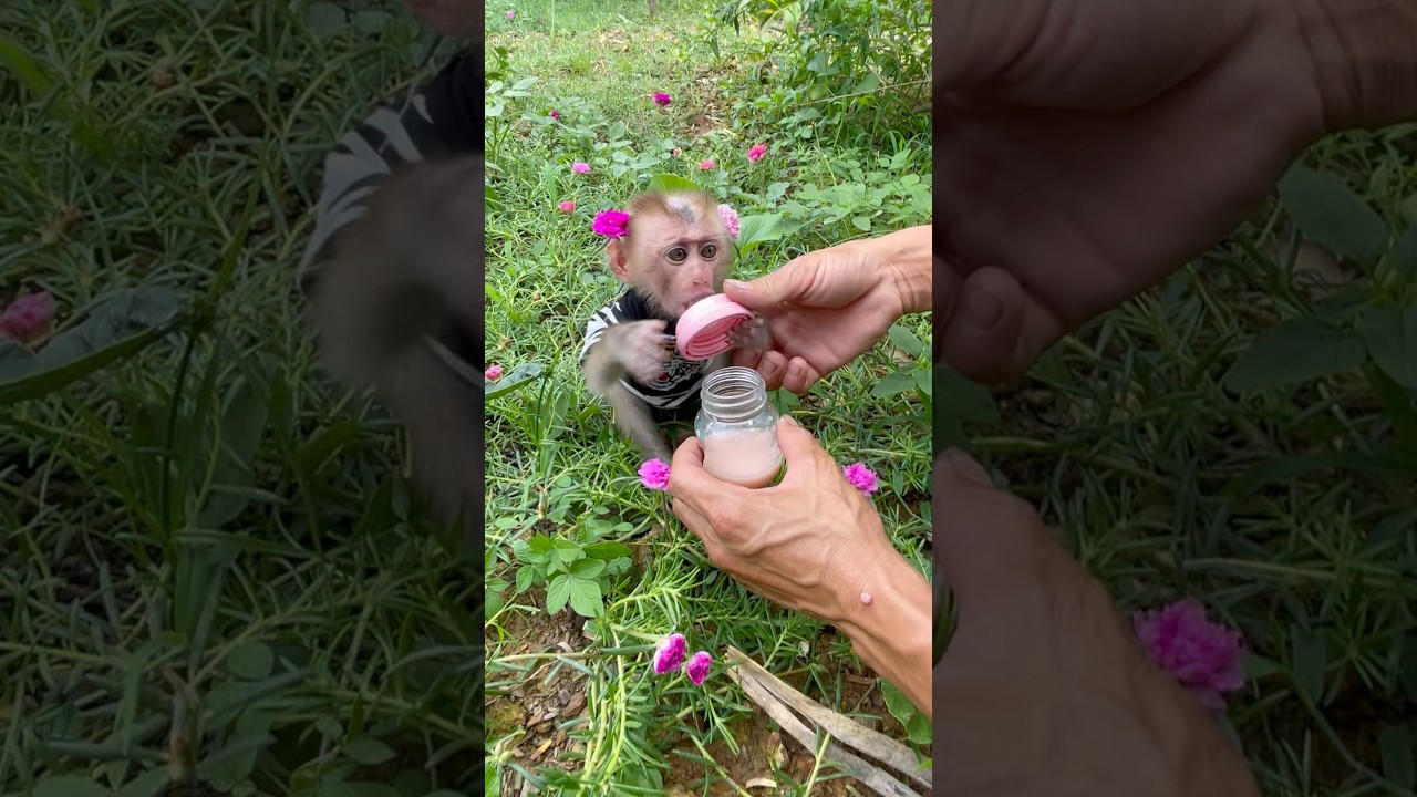baby monkey waiting for dad to get milk🍼