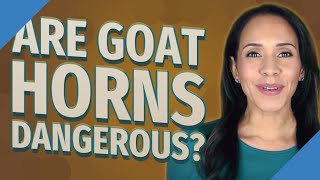 Are goat horns dangerous?