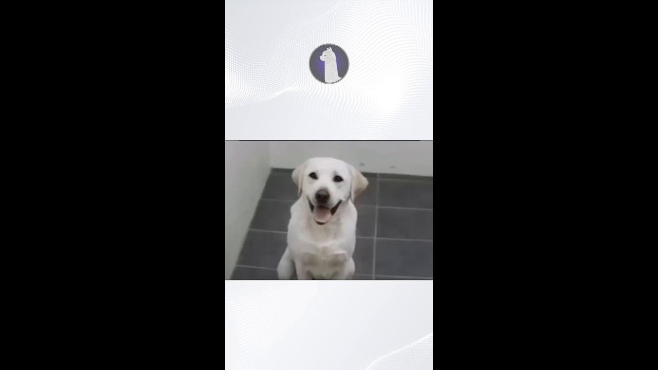 Every Dog Needs Marketing! 🐶💡