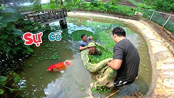 Sự Cố Khi Tải Video Đưa Cá Koi Lên Bể Mới Của Mình / Quế Nghịch