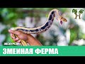 Змеиная ферма 2023. Snake Show and Farm. Экскурсии на Пхукете - Phuket Cheap Tour. Таиланд