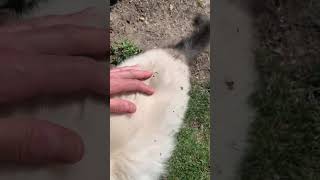 Ragdoll Cat's a Dirt Magnet? Here's Why!