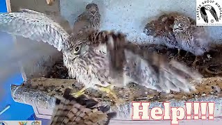 Wild Video: Mom Kestrel Sends Baby Falcon Flying! Knock the Baby Out Of The Nest!
