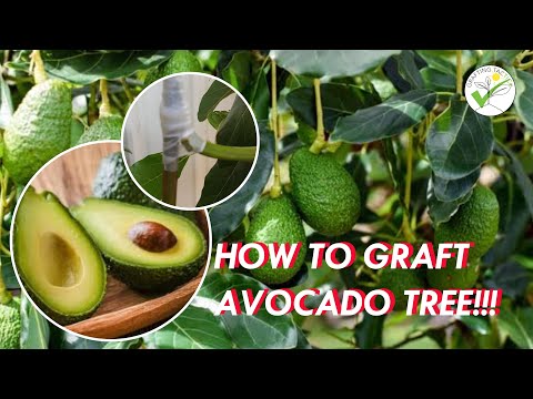 HOW TO GRAFT FRUIT TREES "Grafting Avocado tree" #कैसे एवोकैडो ग्राफ्ट करने के लिए #如何嫁接鳄梨