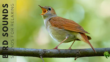 Birds Singing in the Forest - Beautiful Bird Sounds for Relaxing, Studying and Sleeping